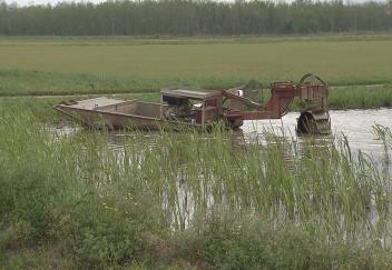 Crawfish industry continuing to struggle 